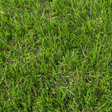 Stamford 40mm Artificial Grass 5m