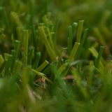 Laurus 40 Artificial Grass